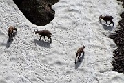 65  Camosci si rinfrescano e giocano sulla neve (maxi zoom)